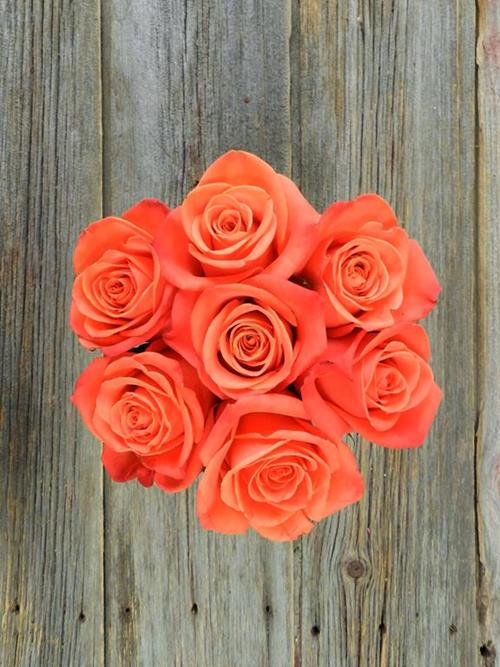 ORANGE CRUSH   ROSES